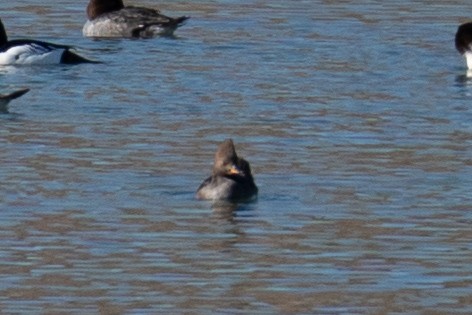 Smergo dal cappuccio - ML646606484