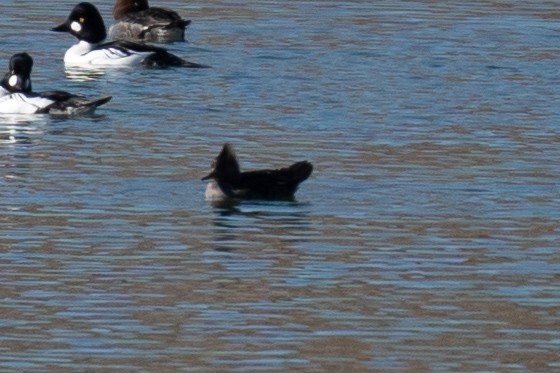 Smergo dal cappuccio - ML646606485