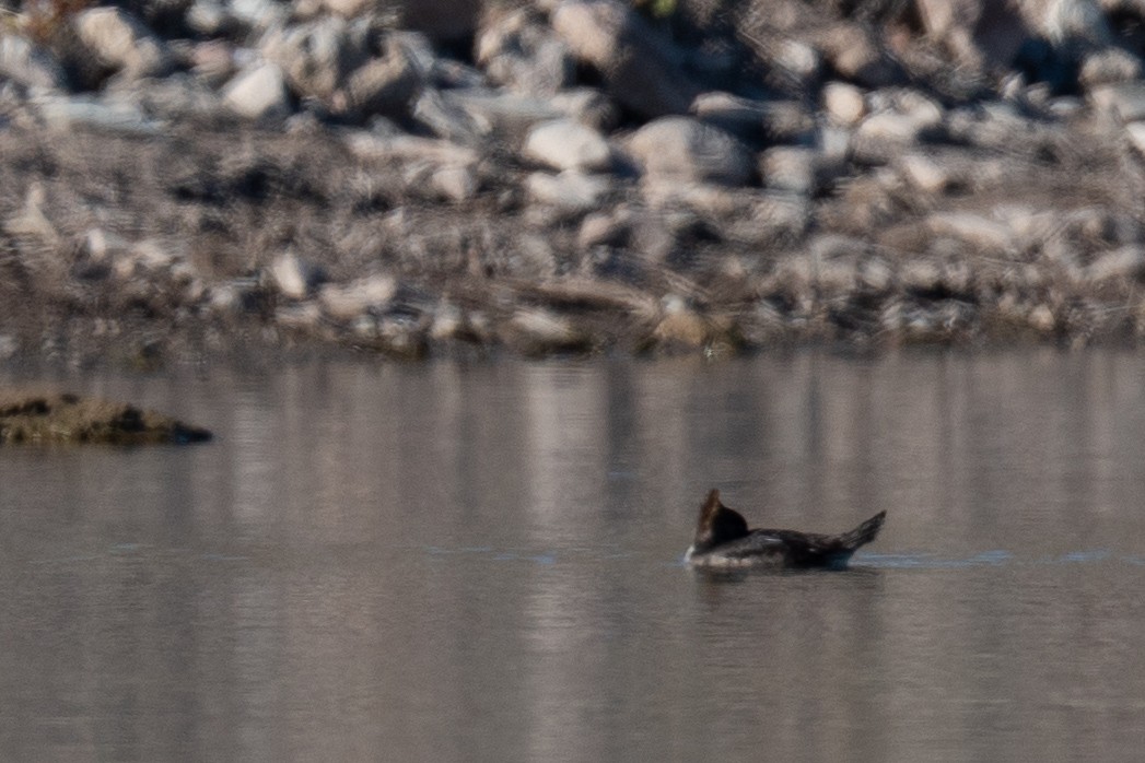 Smergo dal cappuccio - ML646606486