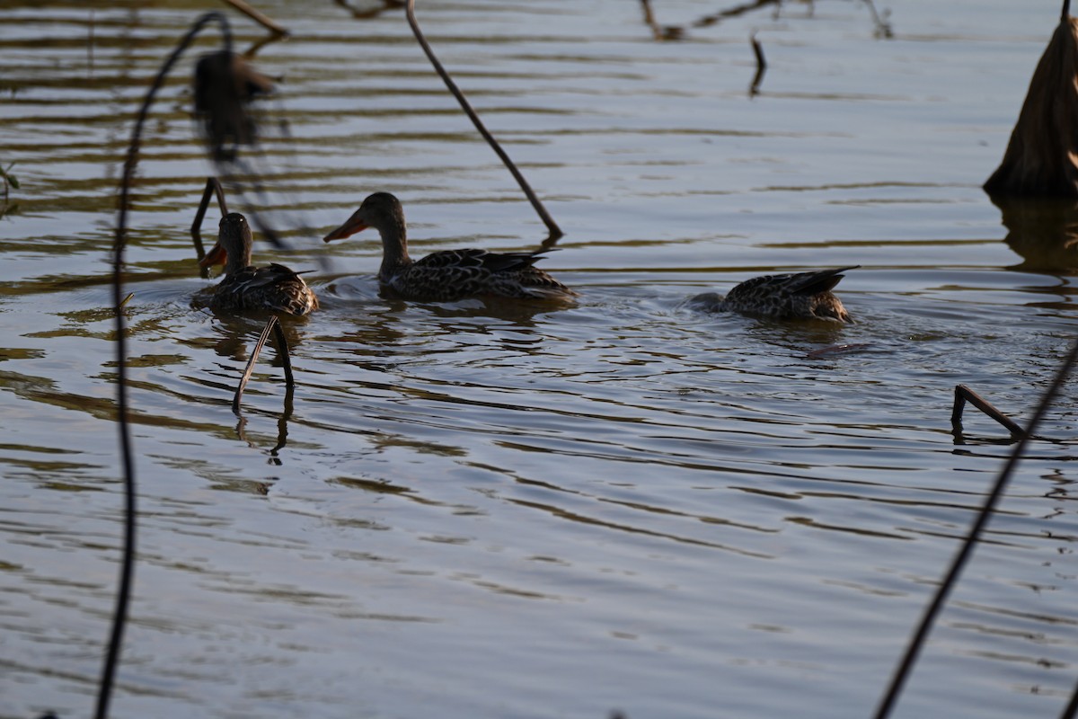 Northern Shoveler - ML646606488