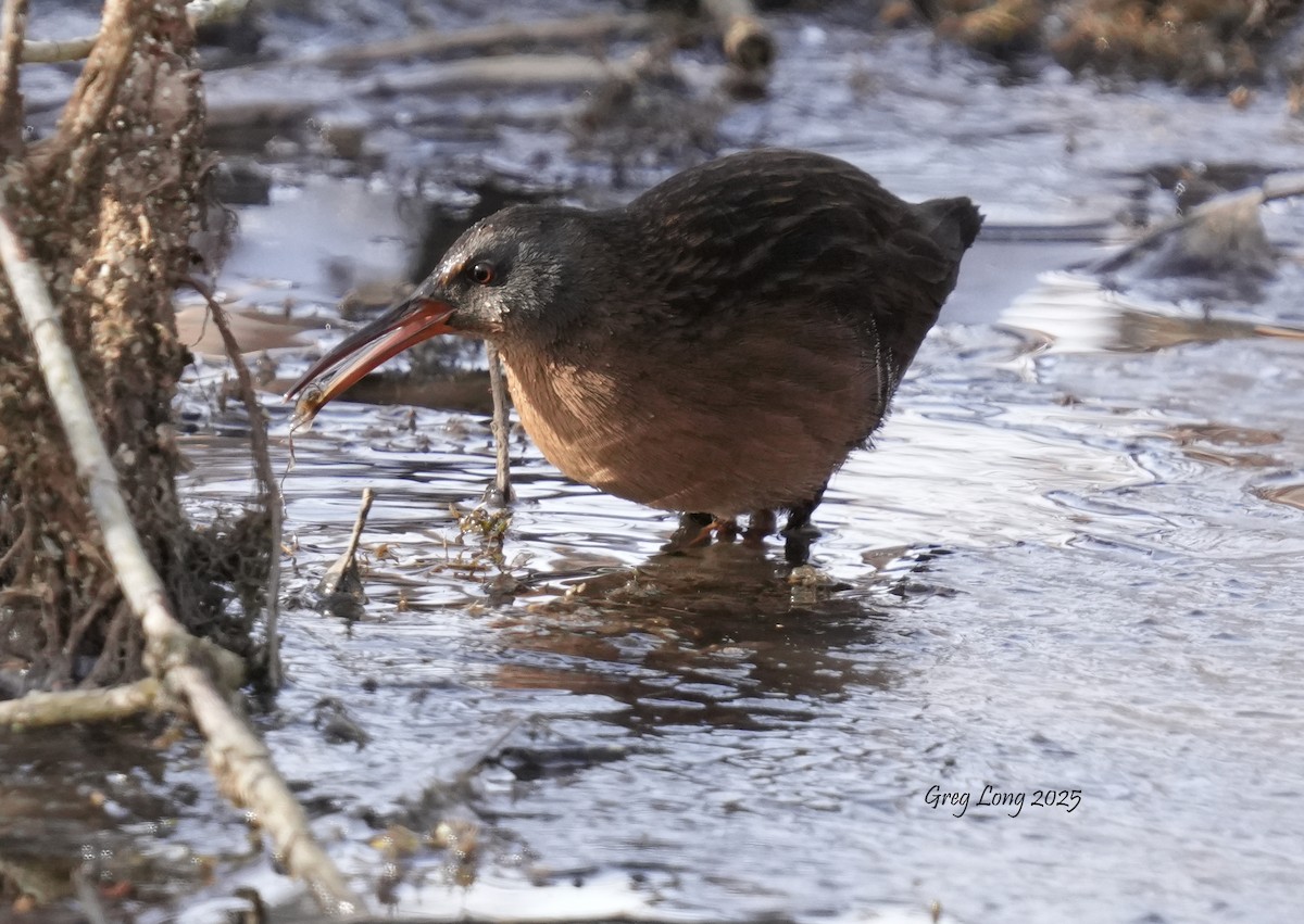 Пастушок віргінський - ML646606494