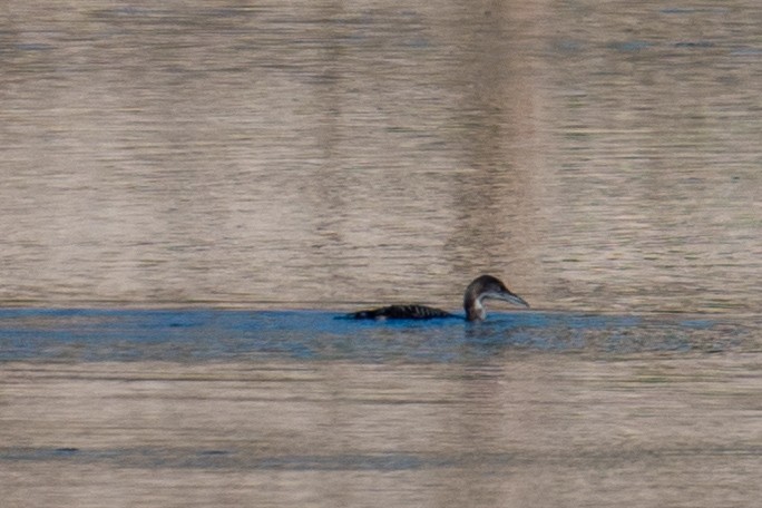 Strolaga maggiore - ML646606495