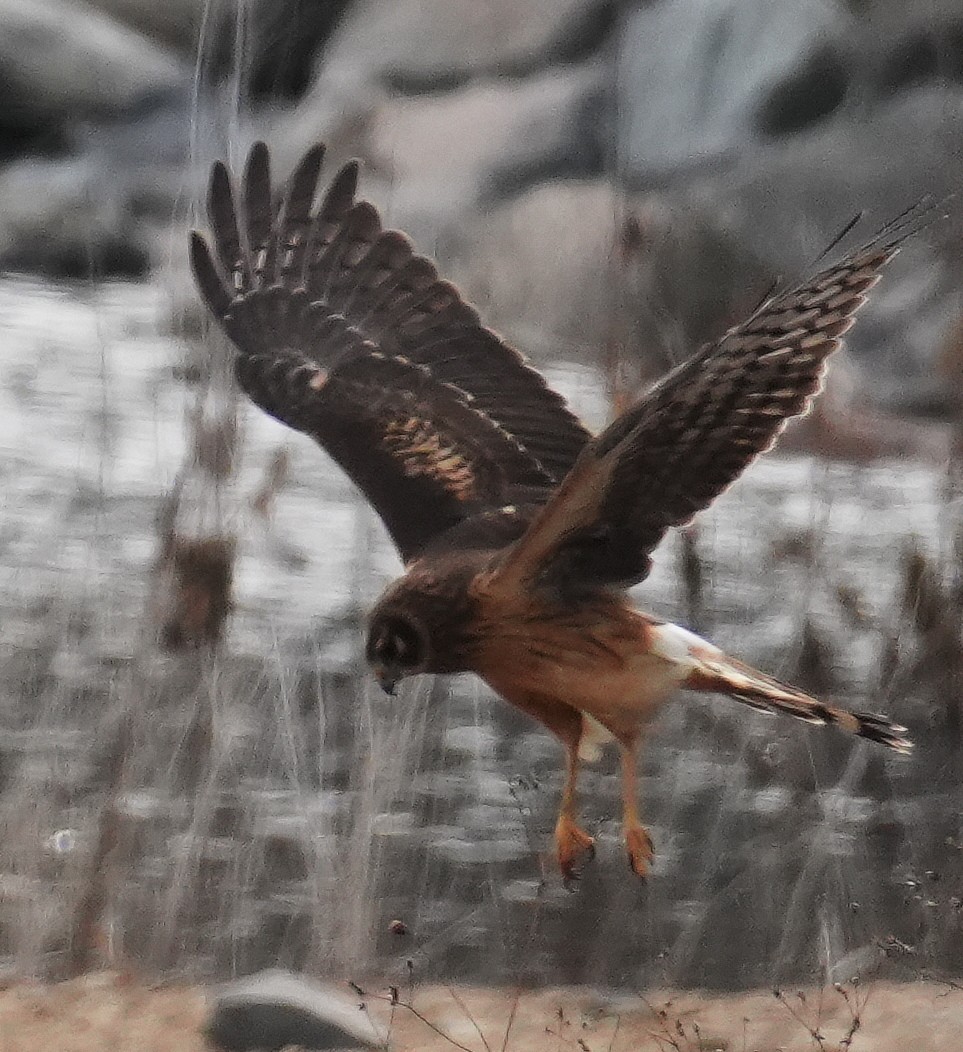Northern Harrier - ML646606496