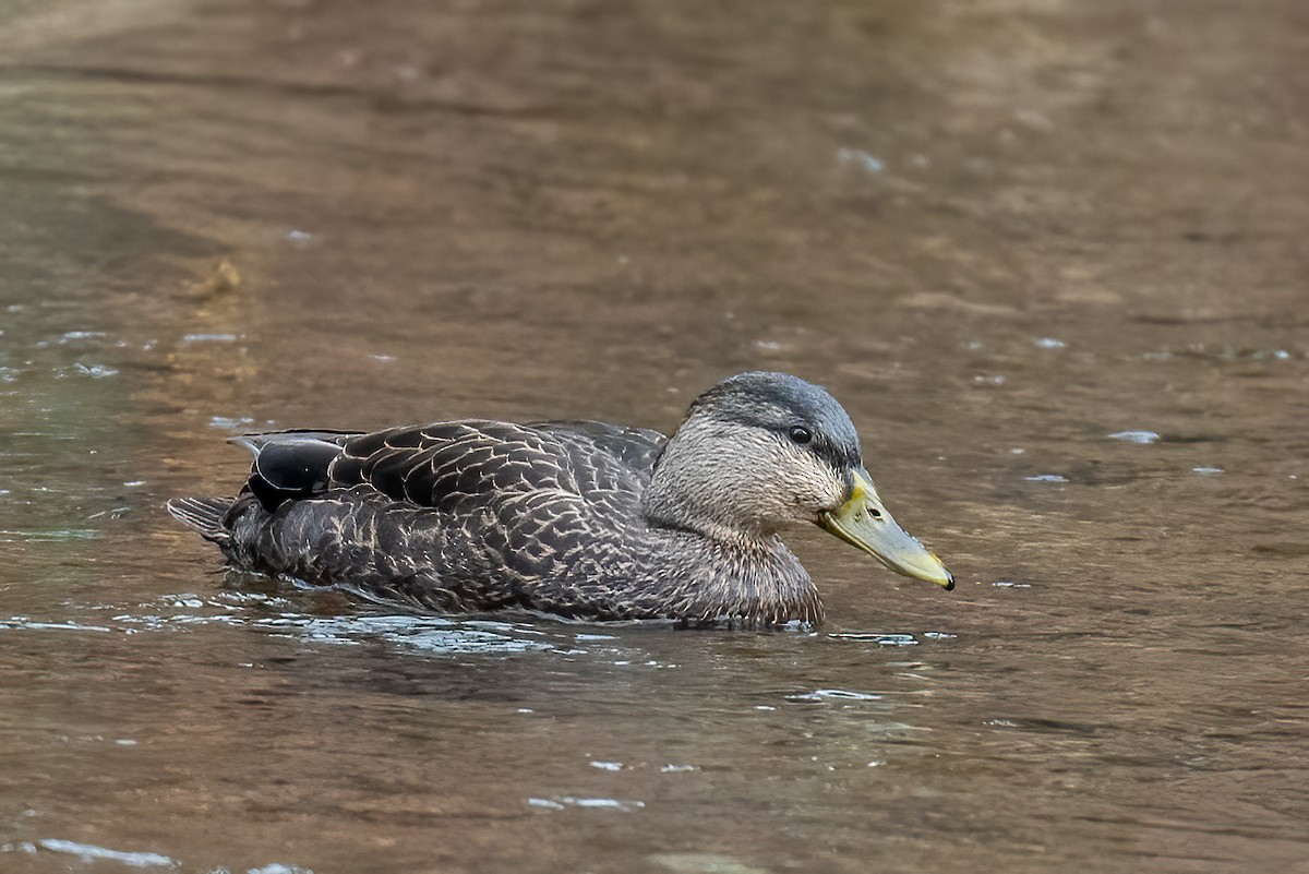 Американская кряква - ML646606497
