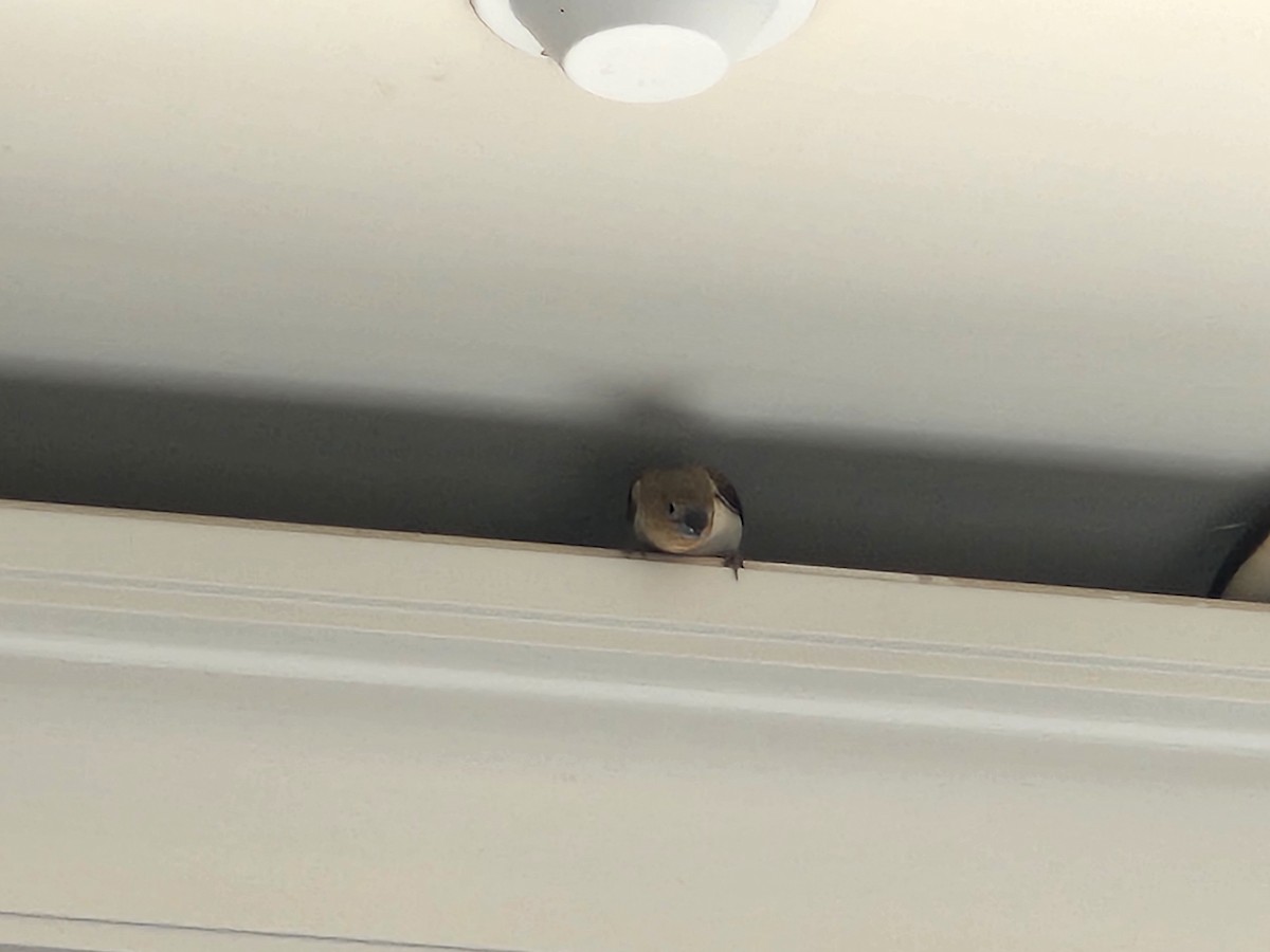 savannesølvnebb - ML646606499