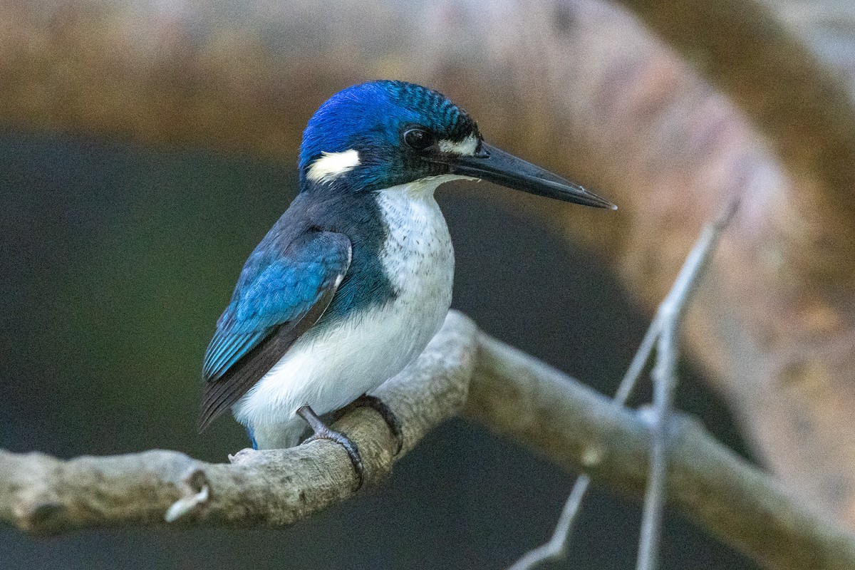 Little Kingfisher - ML646606511