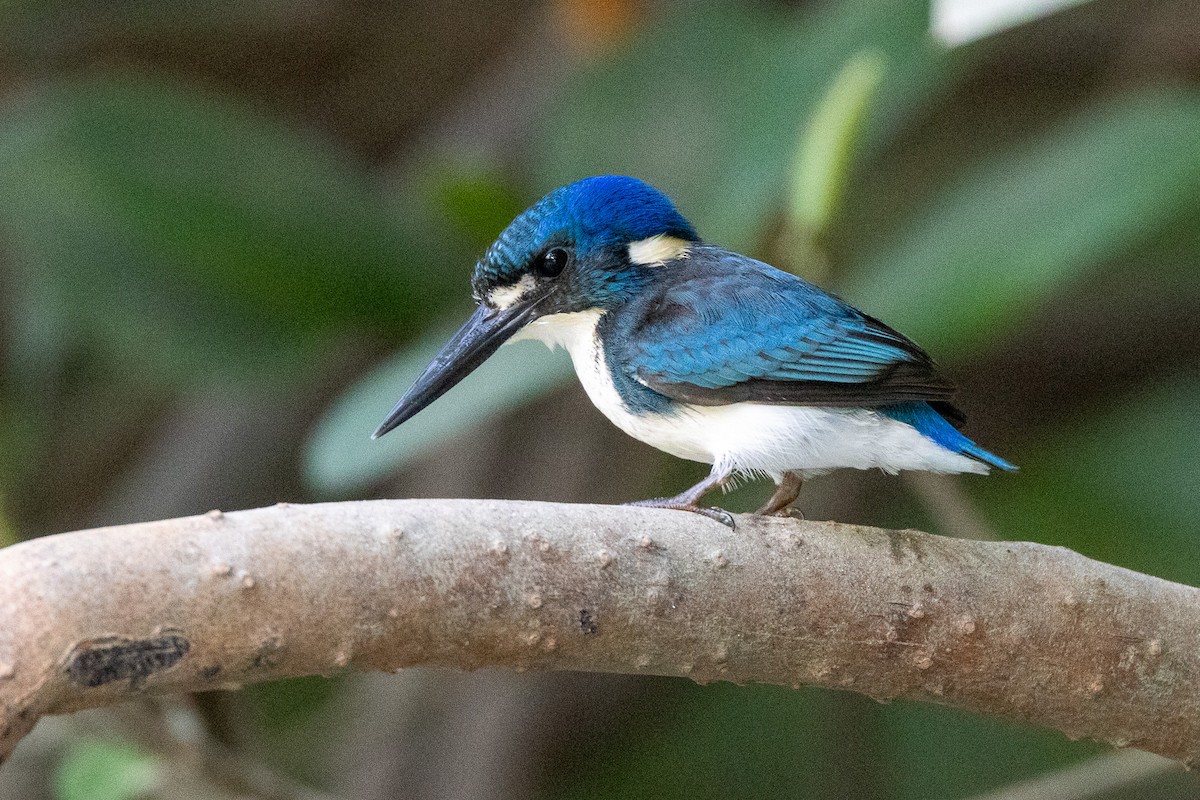Little Kingfisher - ML646606512