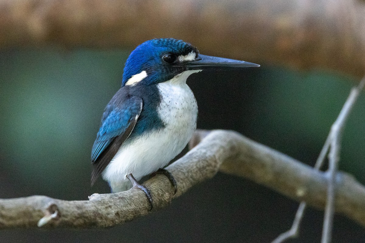 Little Kingfisher - ML646606513