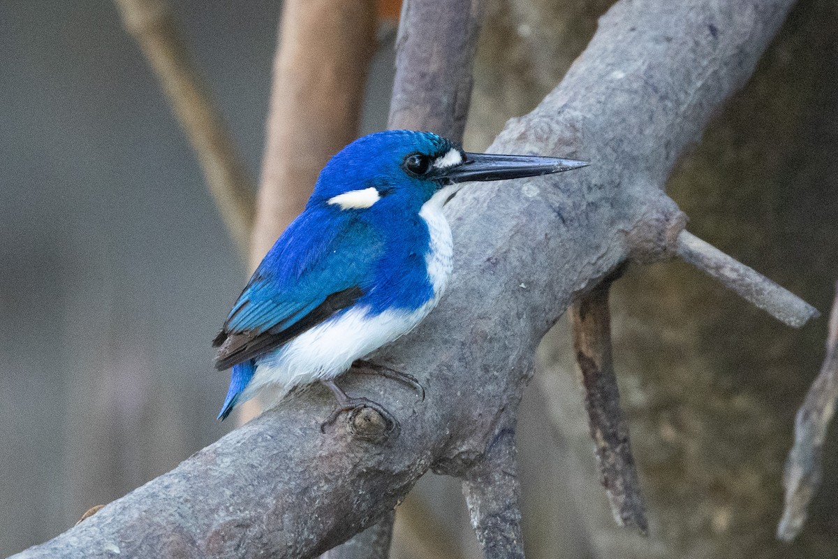 Little Kingfisher - ML646606514