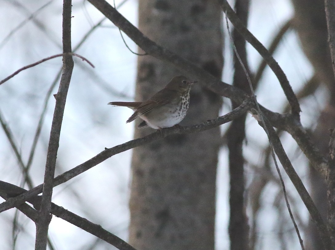 Einsiedler-Musendrossel - ML646606515