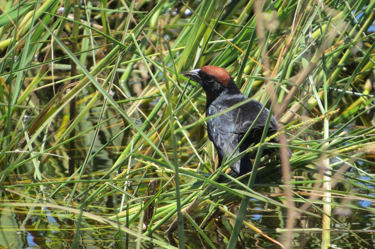 Chestnut-capped Blackbird - ML646606520
