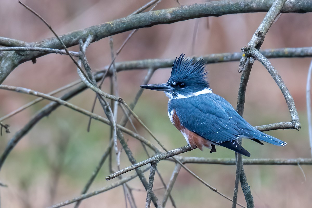 Опоясанный зимородок - ML646606521