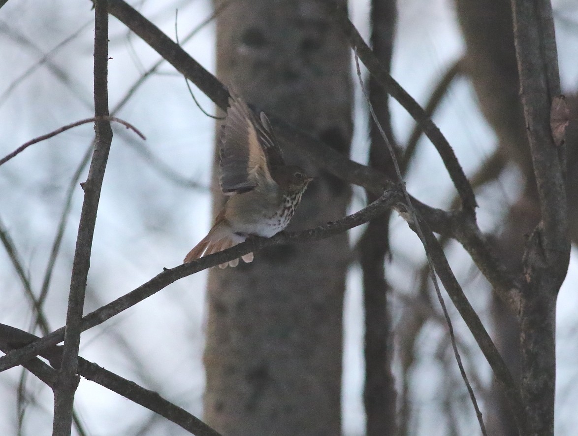 Einsiedler-Musendrossel - ML646606523