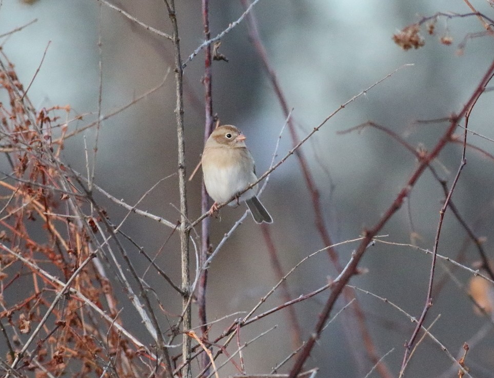 Klapperammer - ML646606525