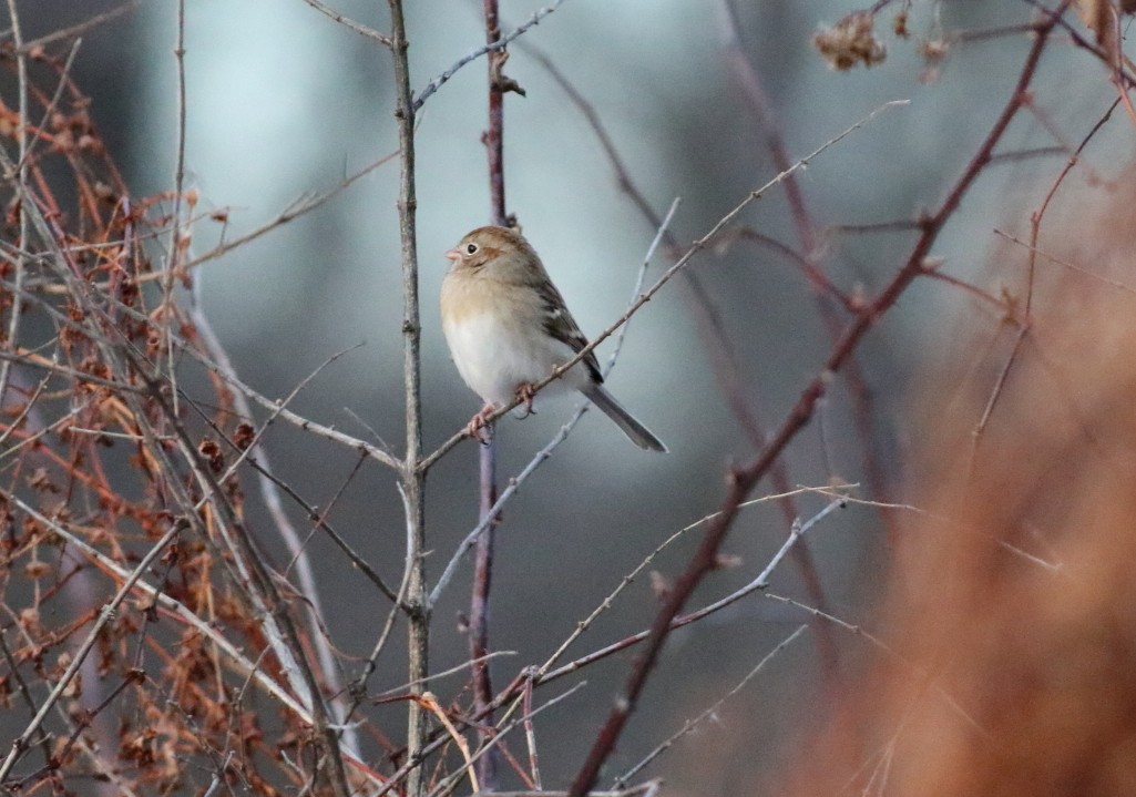 Klapperammer - ML646606526