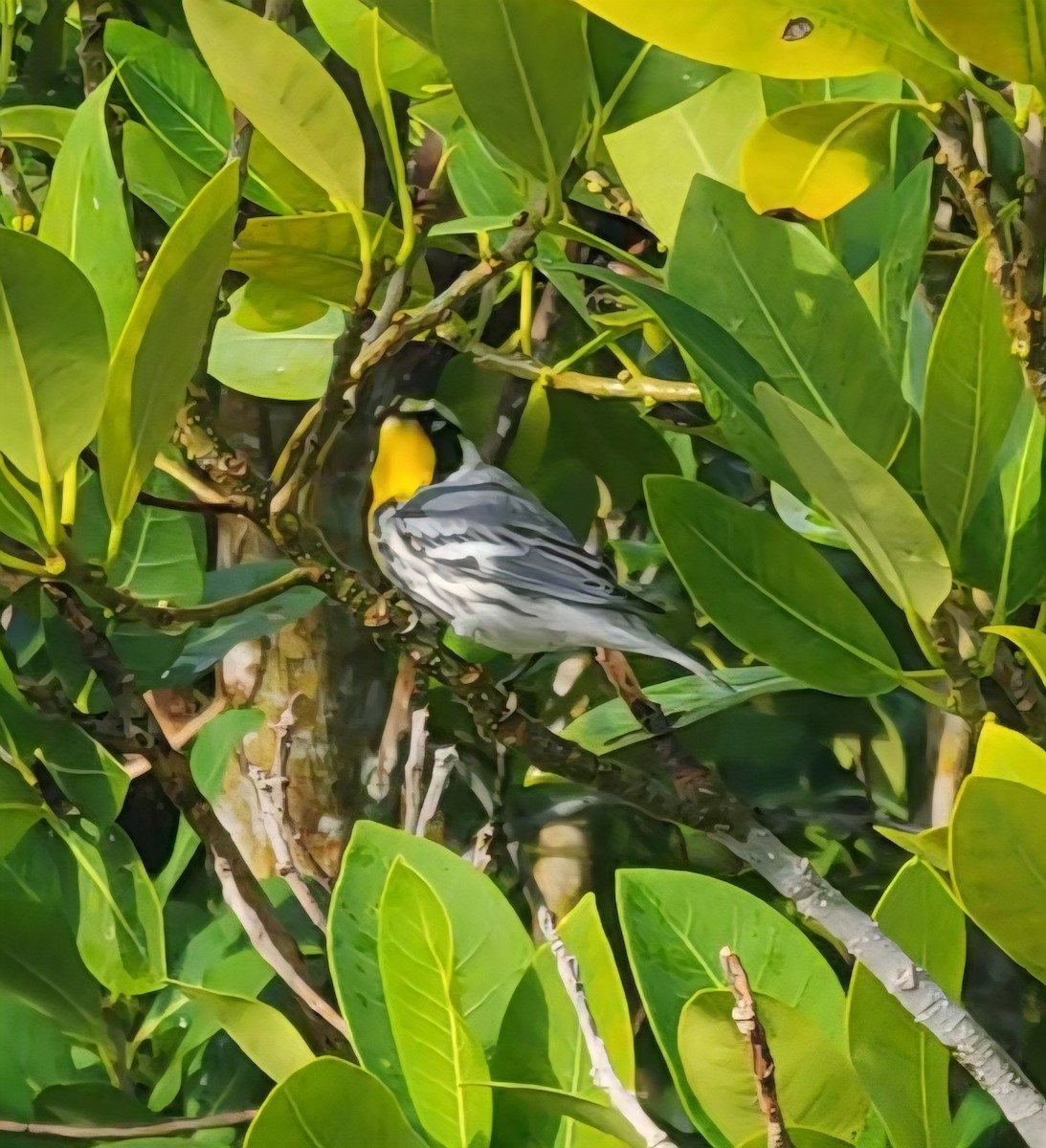 Paruline à gorge jaune - ML646606527