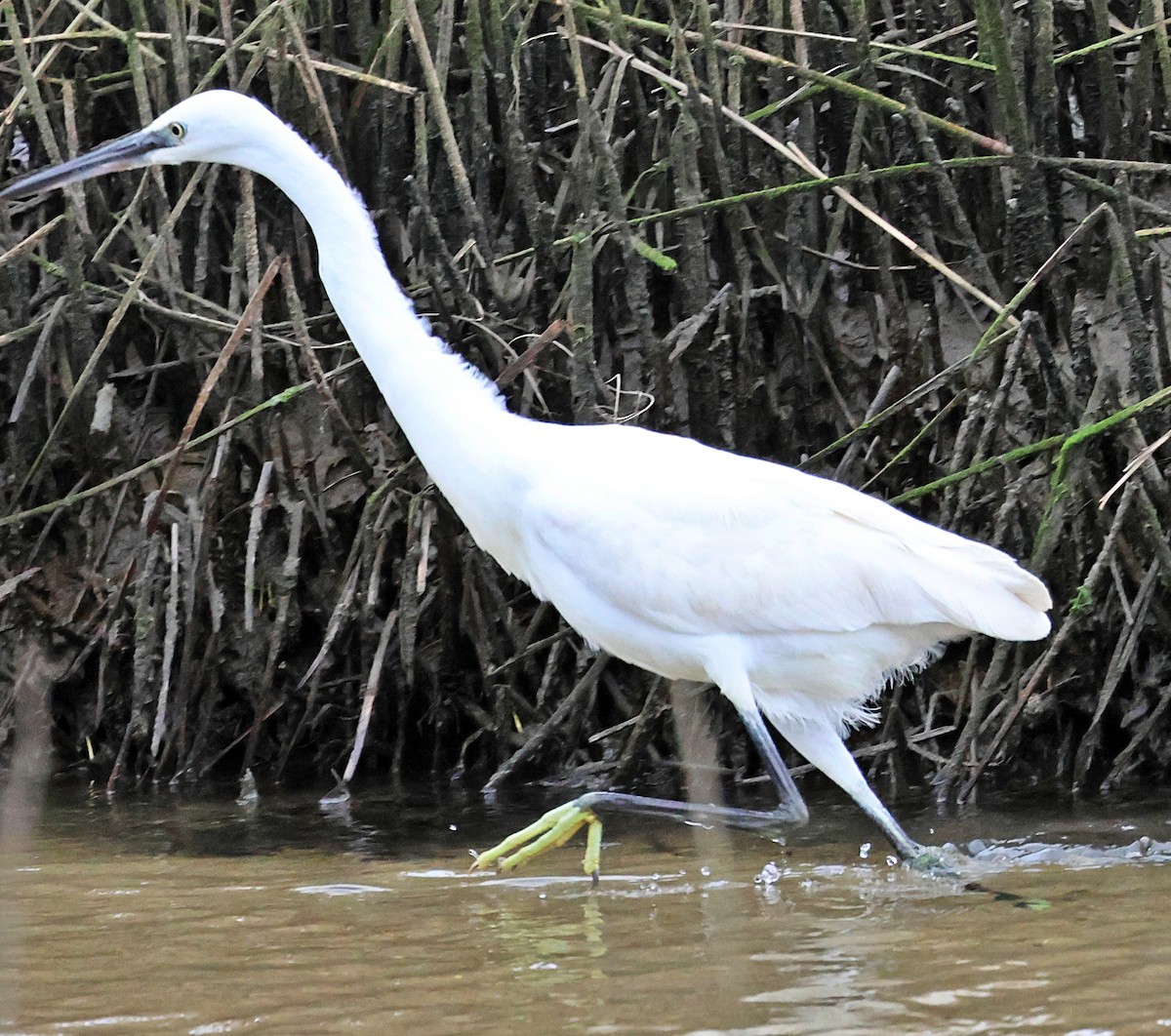 Little Egret - ML646606529