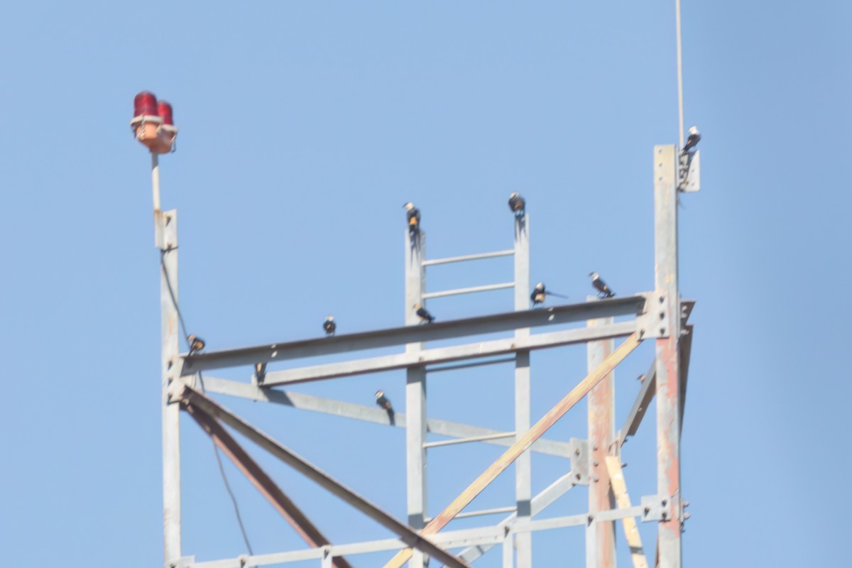 Mosque Swallow - ML646606530