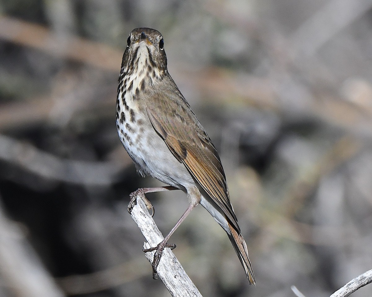 Hermit Thrush - ML646606531