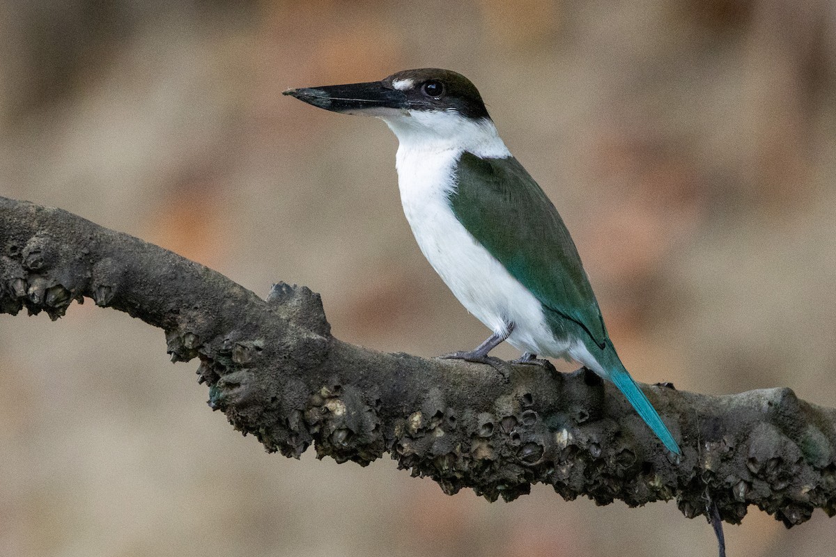 Torresian Kingfisher - ML646606532