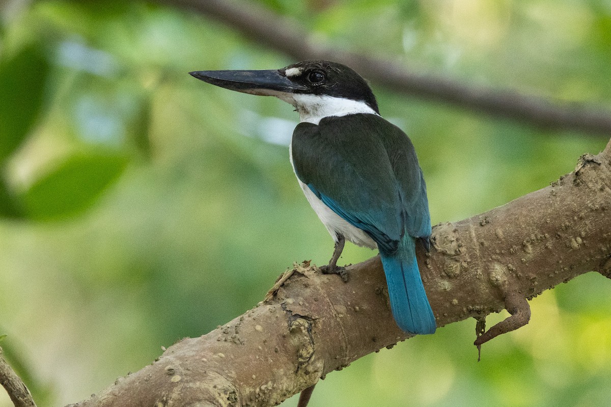 Torresian Kingfisher - ML646606533
