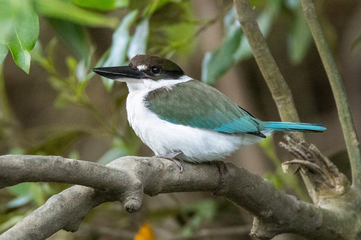 Torresian Kingfisher - ML646606534
