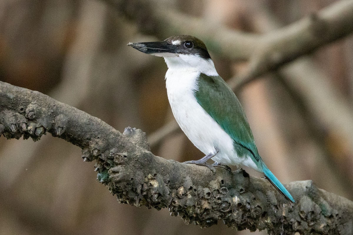 Torresian Kingfisher - ML646606535