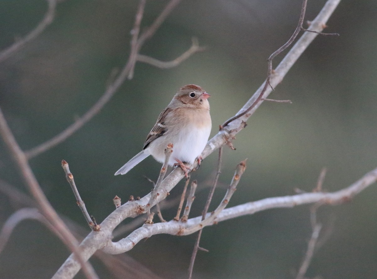 Klapperammer - ML646606536