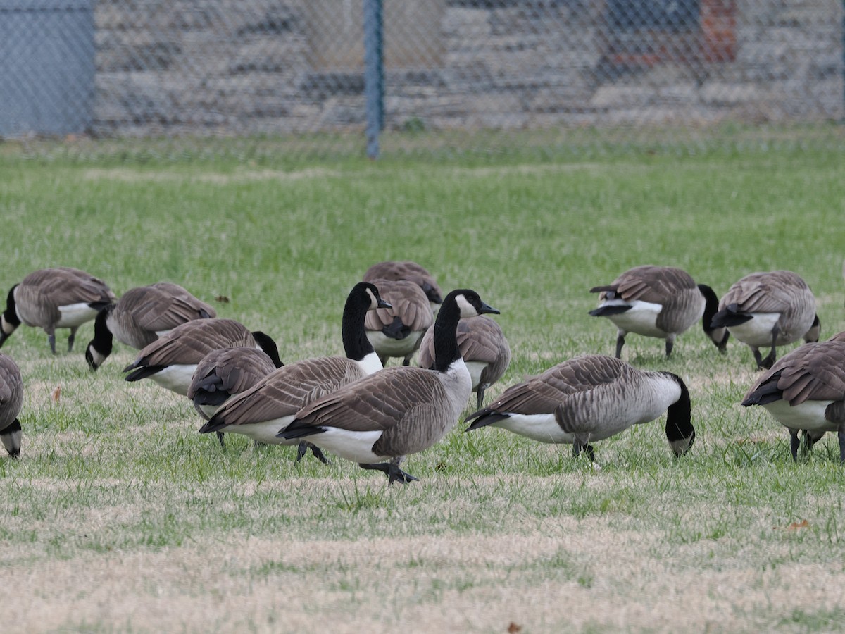 Казарка канадська - ML646606537