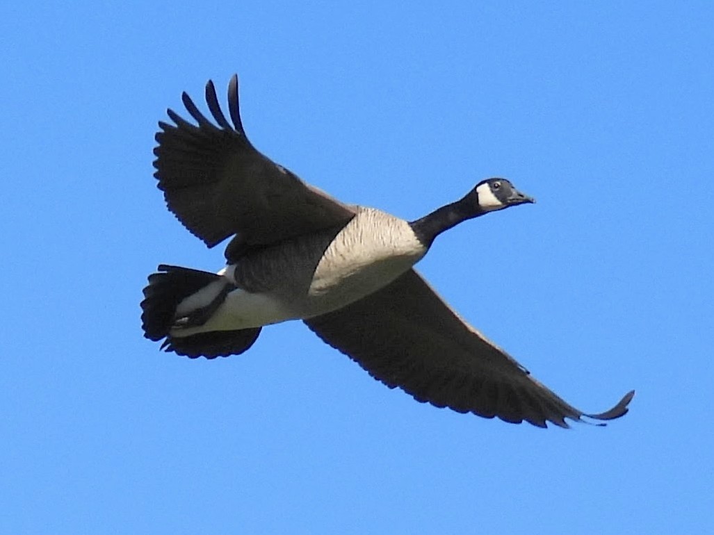 Canada Goose - ML646606538