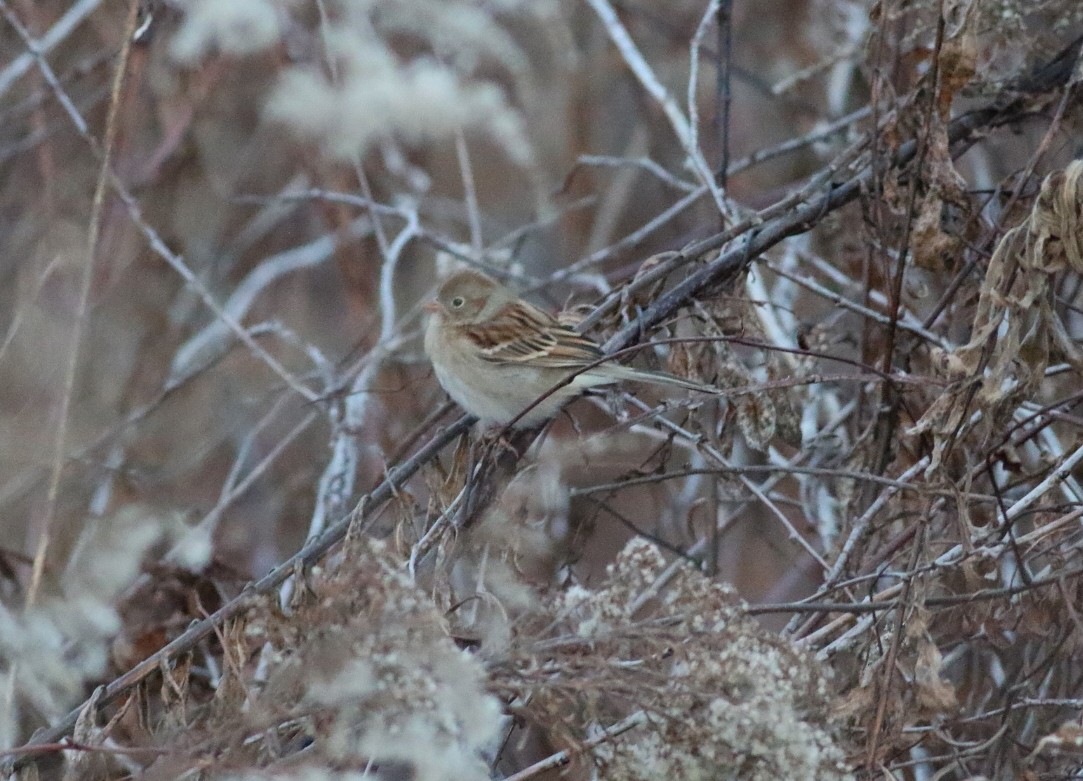 Klapperammer - ML646606539