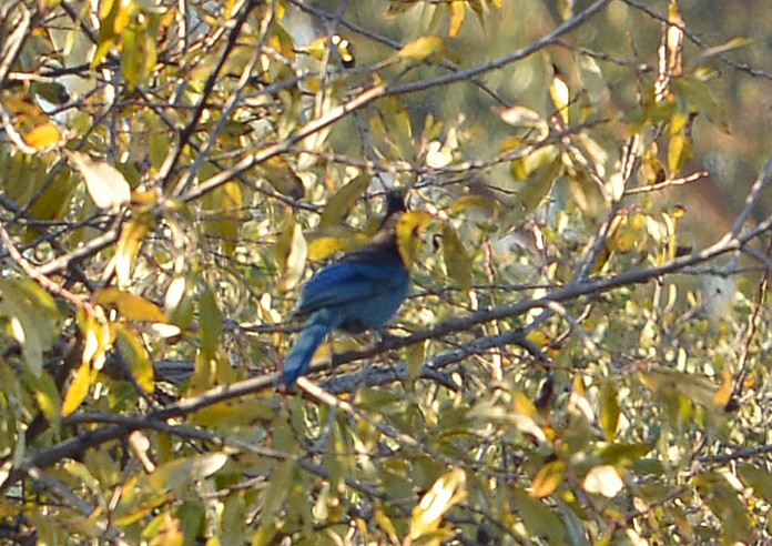 Steller's Jay - ML646606540