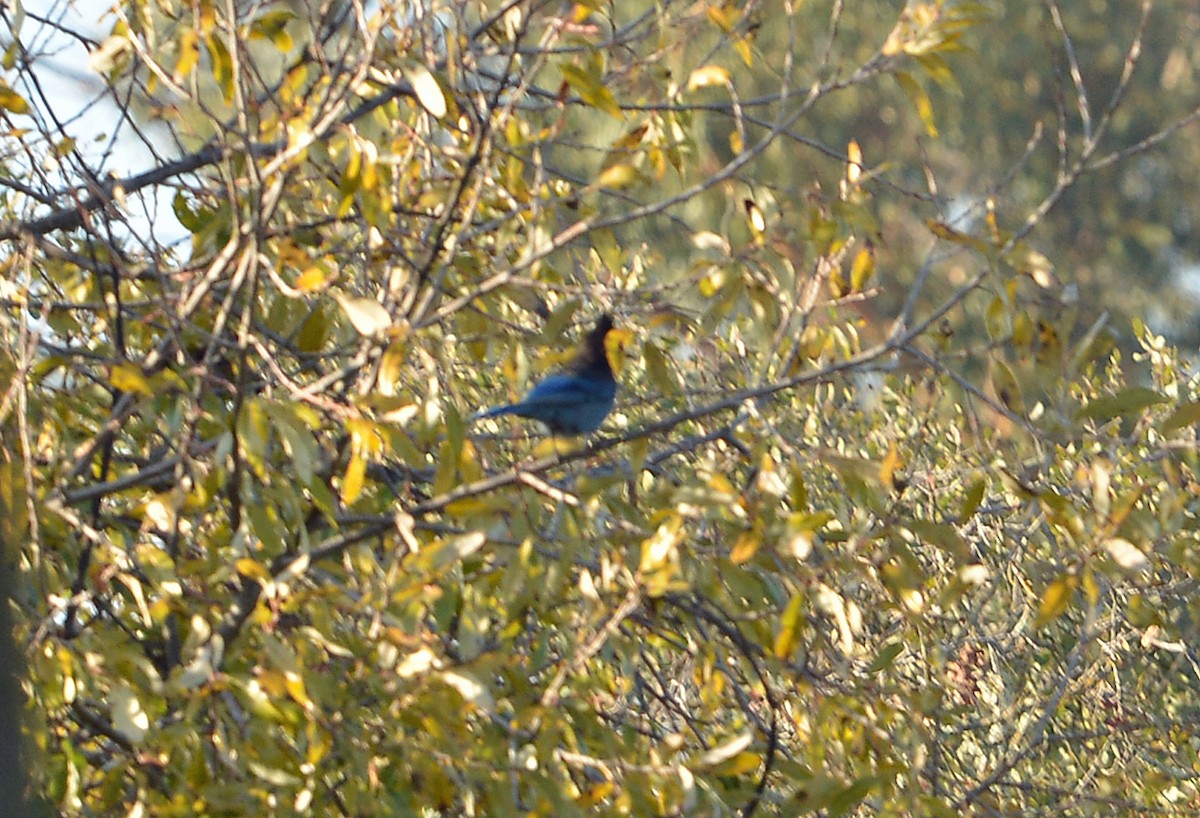 Steller's Jay - ML646606541