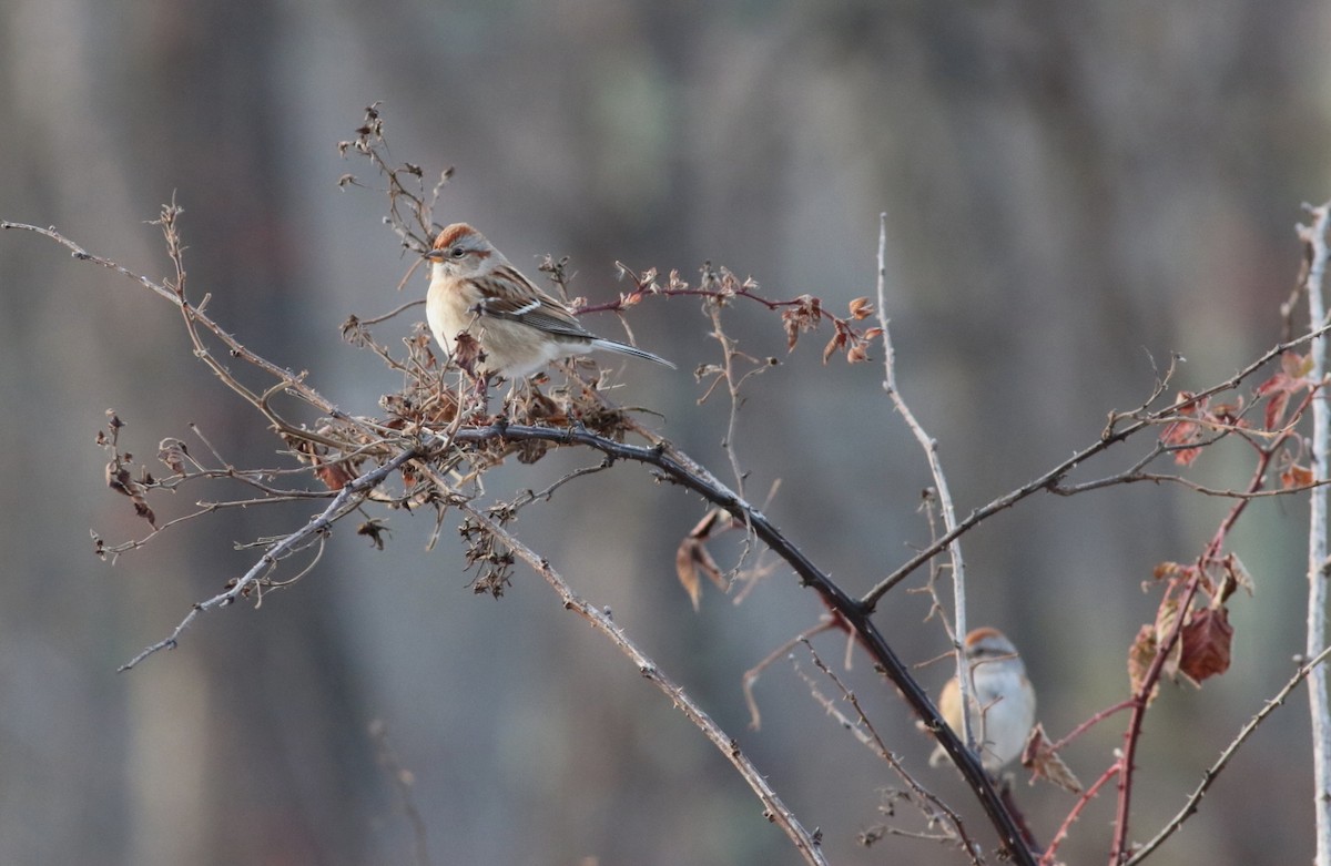 American Tree Sparrow - ML646606542
