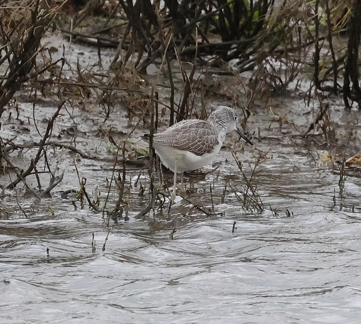 Pantana - ML646606544