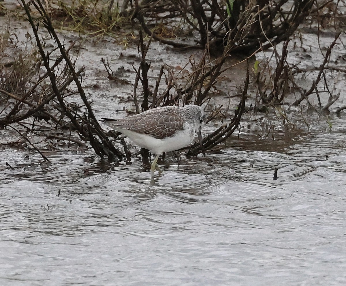 Common Greenshank - ML646606545