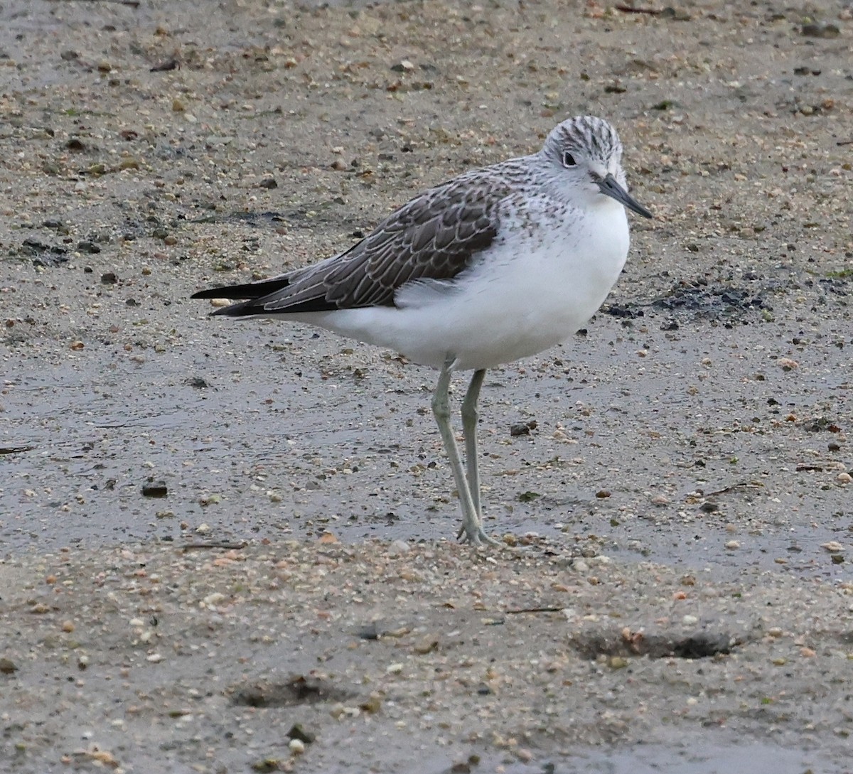 Common Greenshank - ML646606546