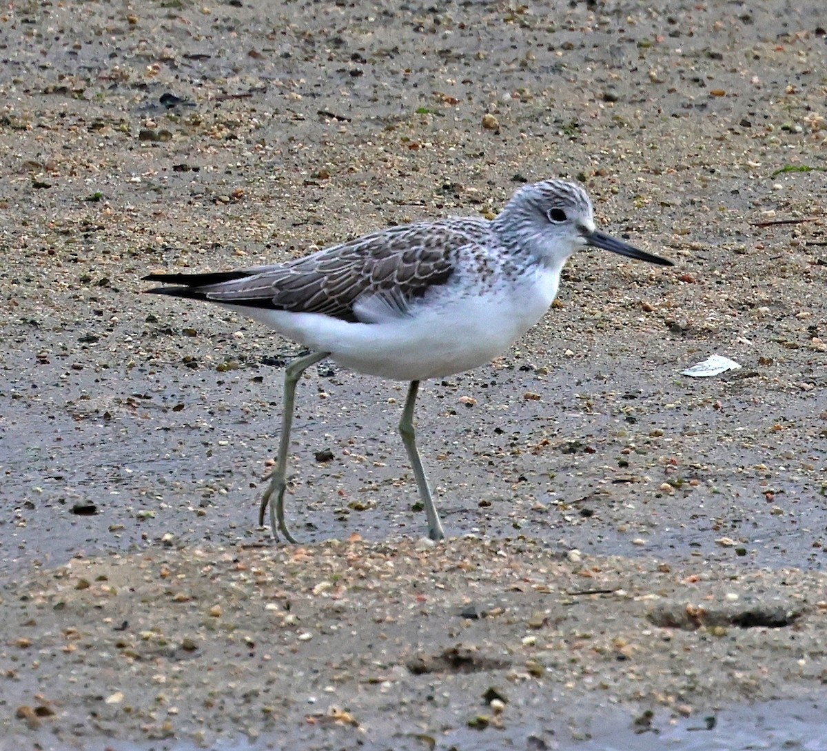 Pantana - ML646606547