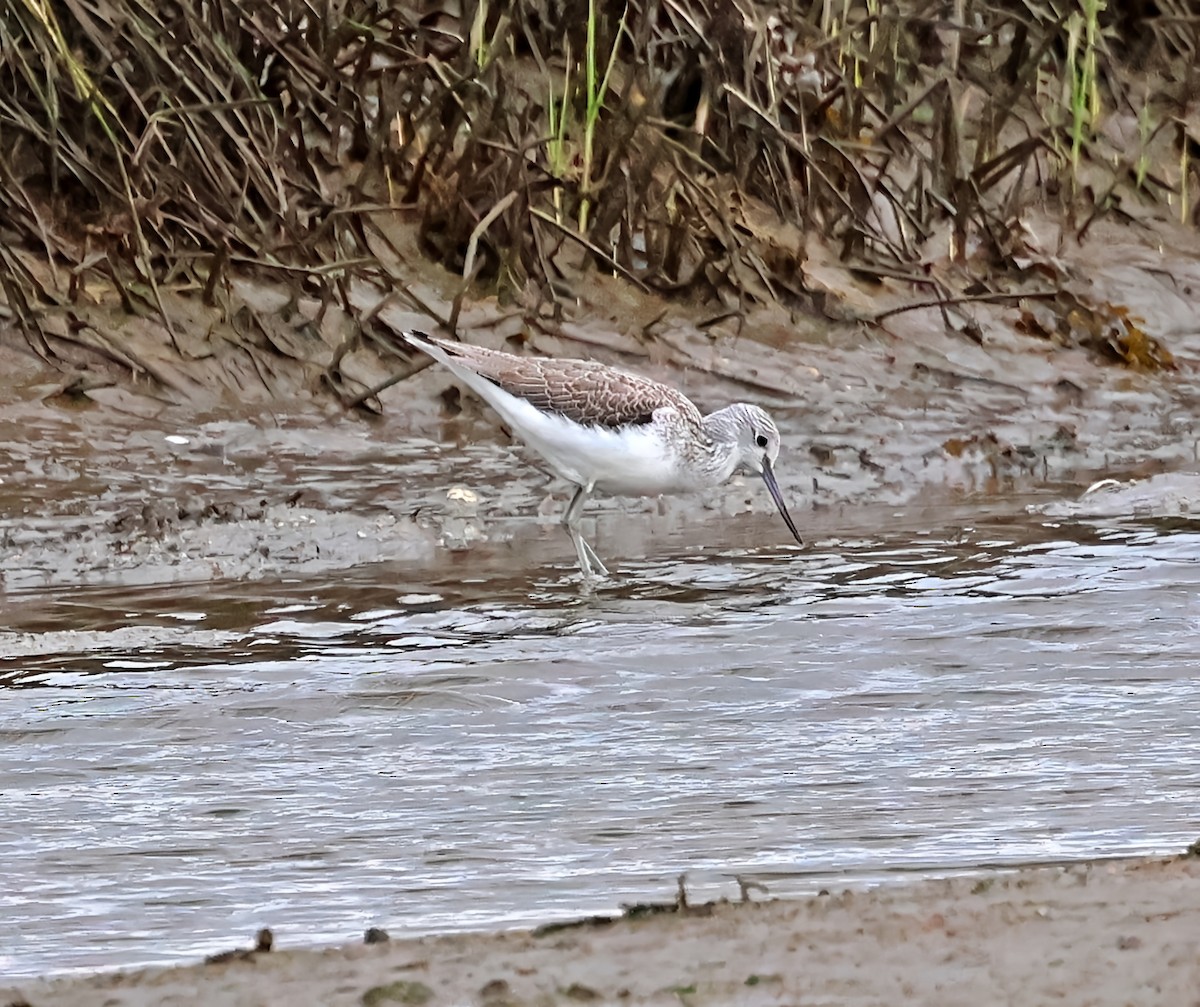 Pantana - ML646606548