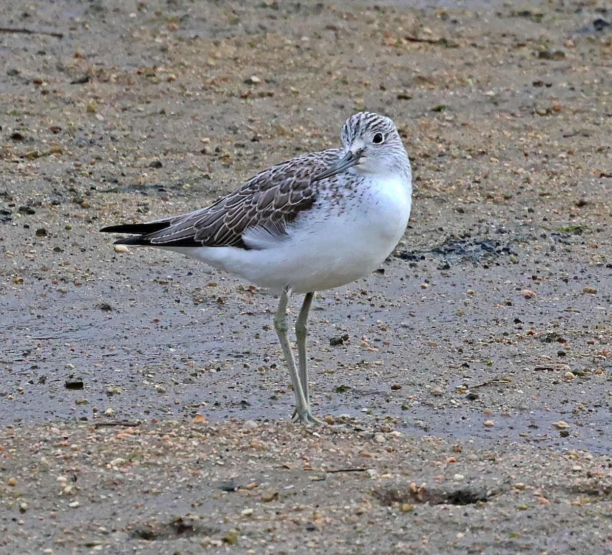 Pantana - ML646606549