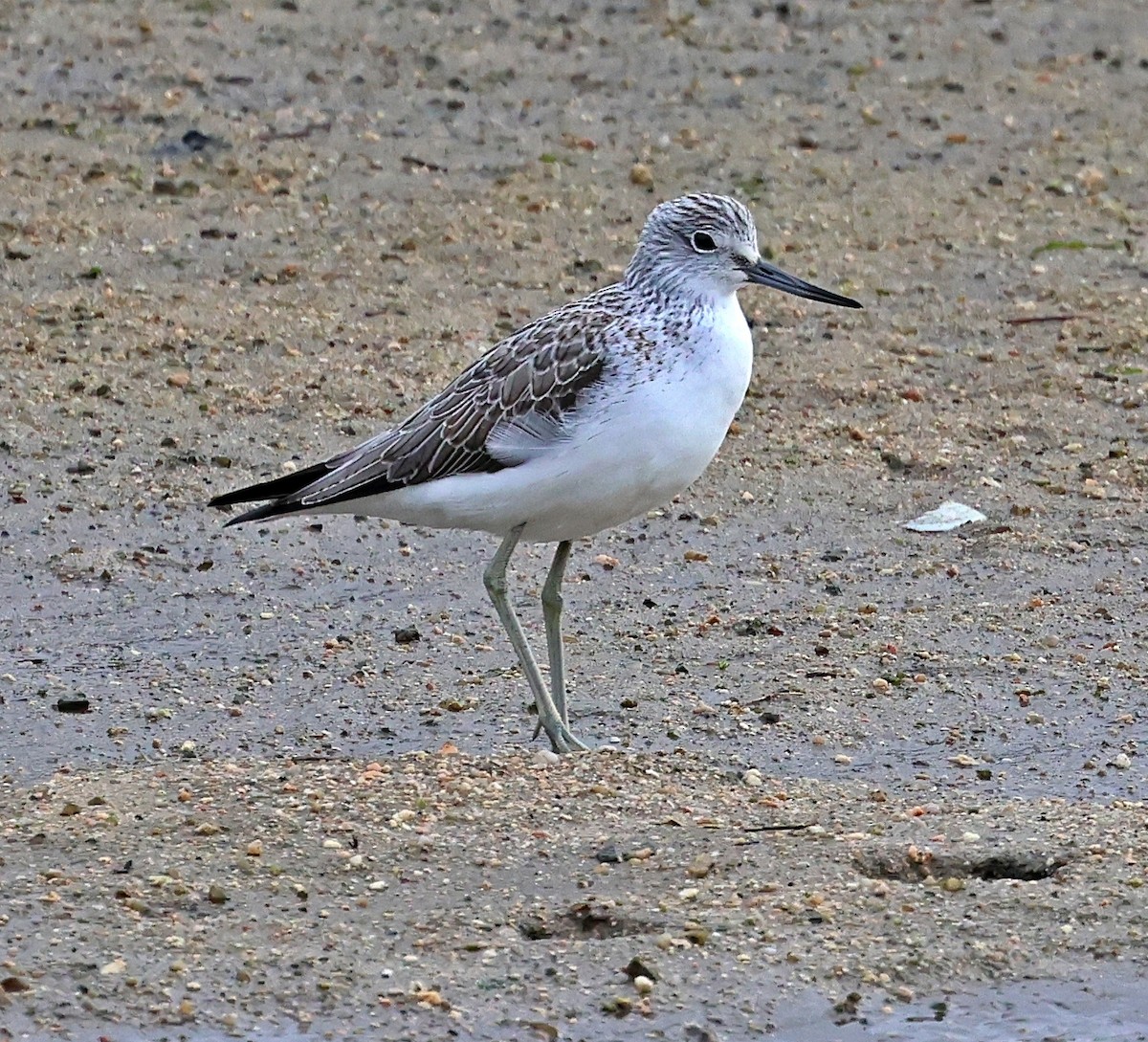 Pantana - ML646606550