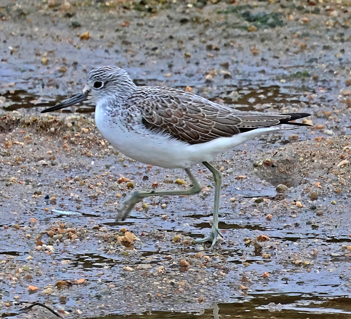 Common Greenshank - ML646606551