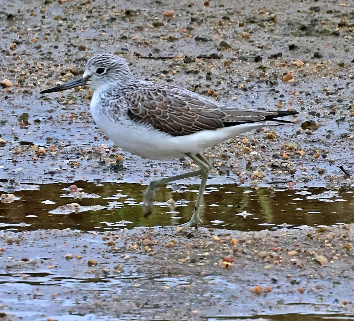 Common Greenshank - ML646606552