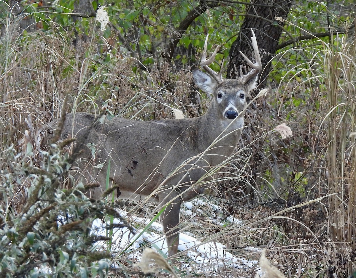 White-tailed Deer - ML646606553