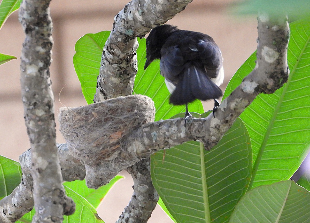 Willie-wagtail - ML646606554