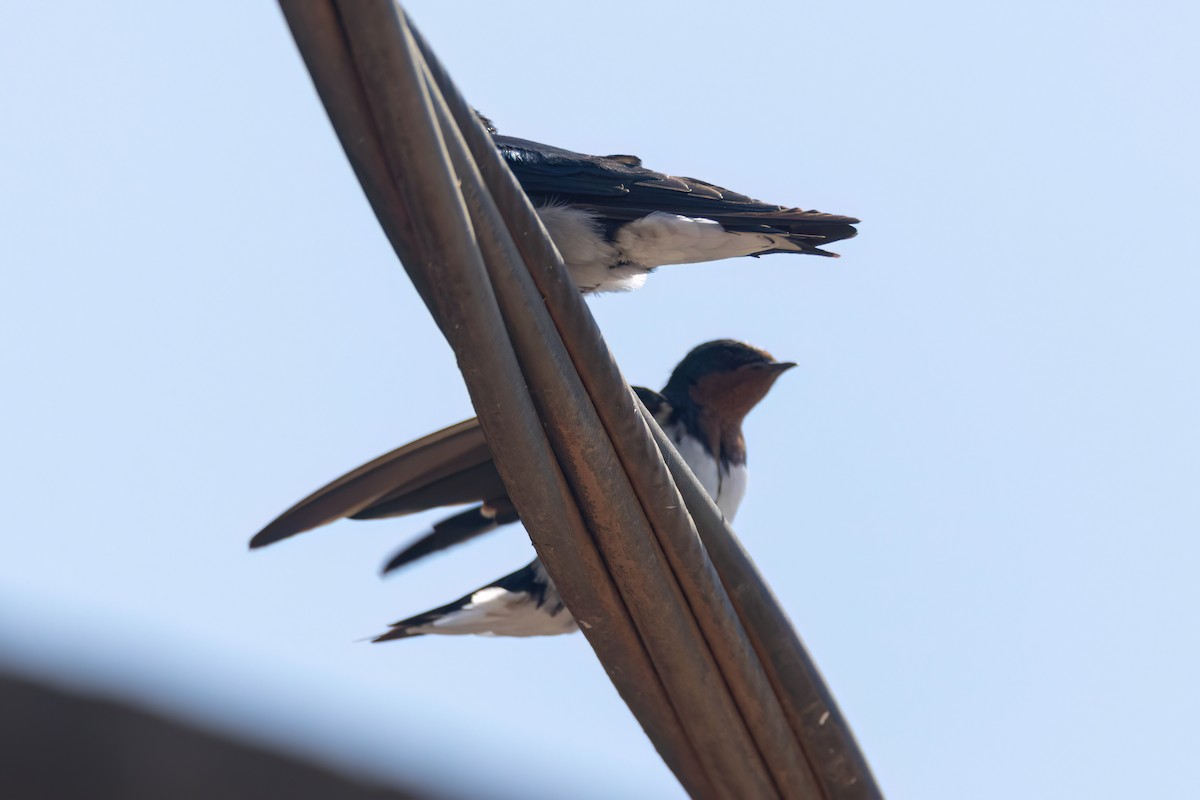 Red-chested Swallow - ML646606555