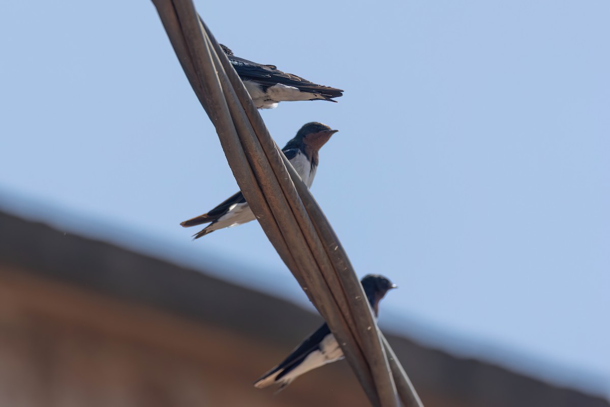 Red-chested Swallow - ML646606556