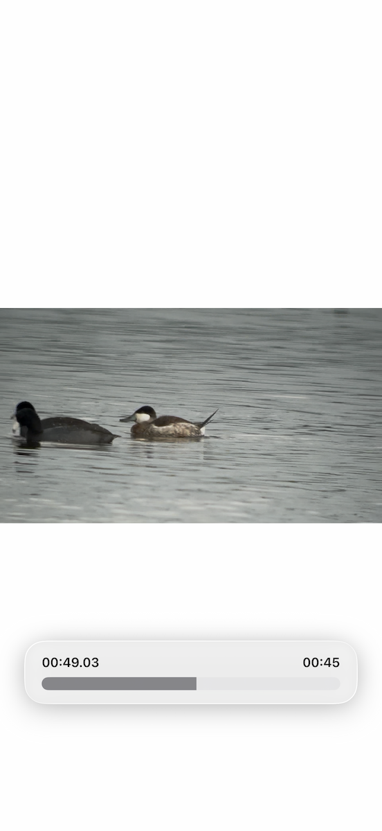 Ruddy Duck - ML646606557