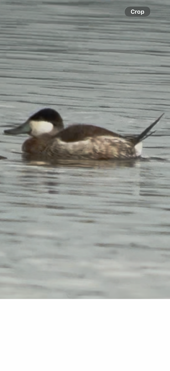 Ruddy Duck - ML646606558