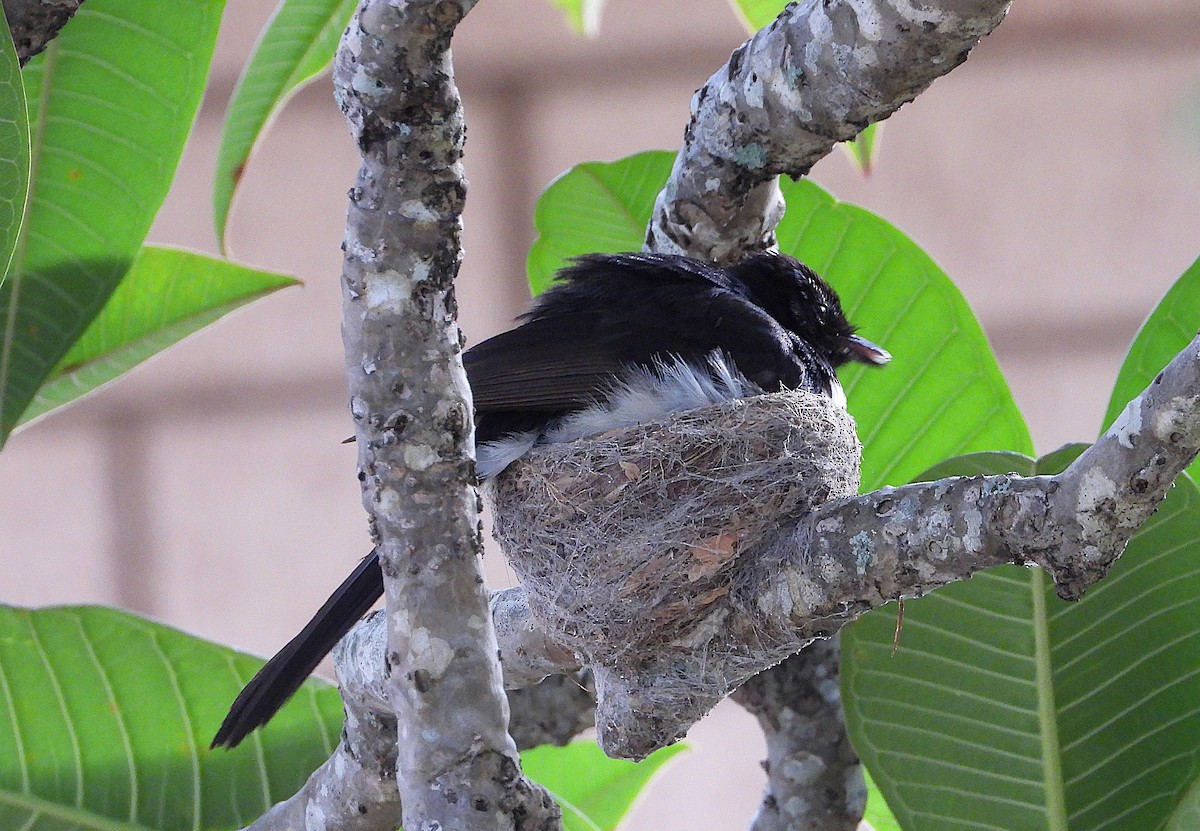 Willie-wagtail - ML646606559